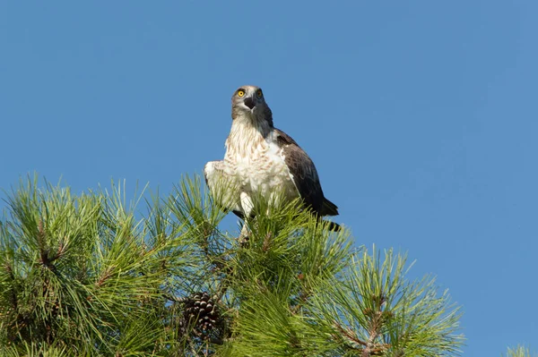 Volwassen Mannetje Korttenarend Boven Een Dennenboom Zijn Broedgebied Met Het — Stockfoto