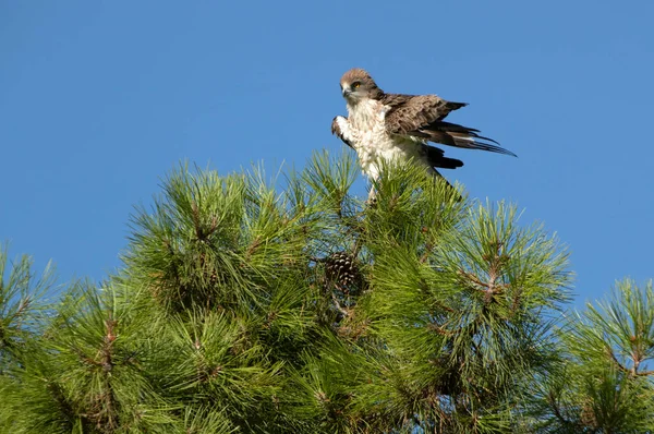 Volwassen Mannetje Korttenarend Boven Een Dennenboom Zijn Broedgebied Met Het — Stockfoto