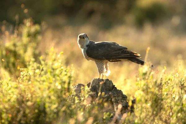 Macho Adulto Azor Del Norte Torre Vigilancia Favorita Bosque Pinos — Foto de Stock