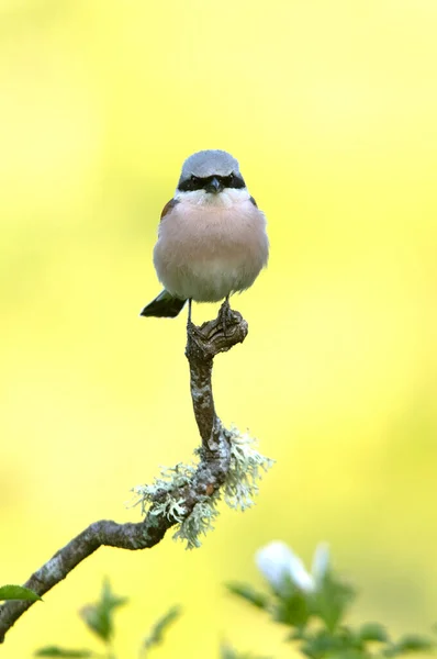 Masculin Red Backed Shrike Prima Lumină Zorilor Turnul Său Preferat — Fotografie, imagine de stoc