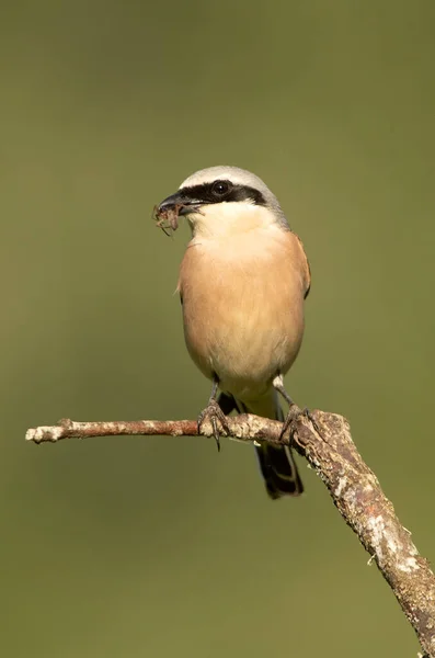 Αρσενικό Κόκκινο Υποστηρίζεται Shrike Πρώτο Φως Της Αυγής Στο Αγαπημένο — Φωτογραφία Αρχείου