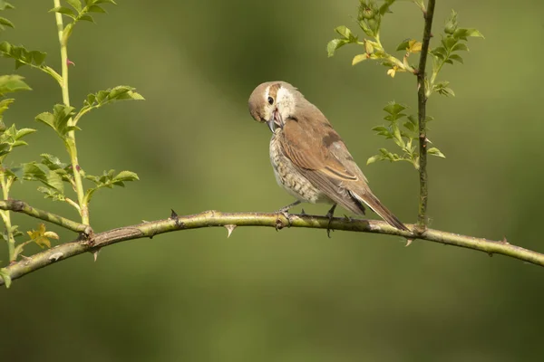 Feminino Shrike Apoiado Pelo Vermelho Sua Torre Vigia Favorita Dentro — Fotografia de Stock