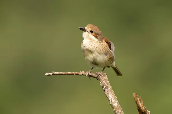 Female Red Backed Shrike Her Favorite Watchtower Her Breeding Territory — Stock Photo, Image