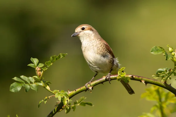 Female Red Backed Shrike Naar Haar Favoriete Uitkijktoren Haar Broedgebied — Stockfoto