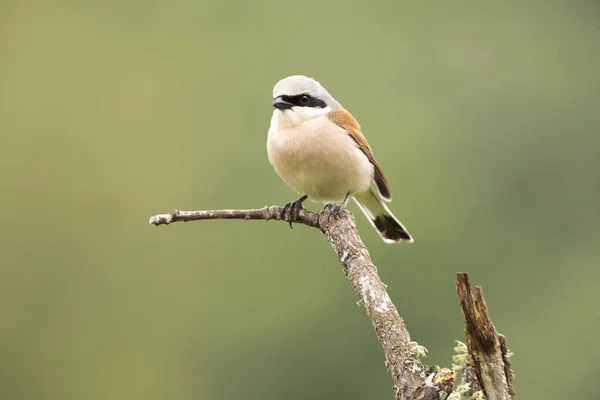 Masculino Vermelho Suportado Shrike Com Primeira Luz Alvorada Seu Favorito — Fotografia de Stock