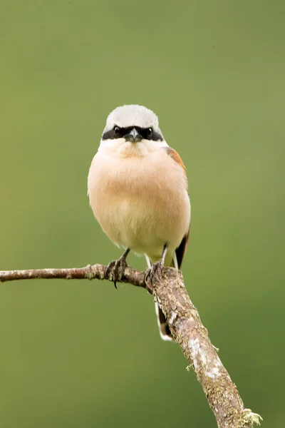 Masculin Red Backed Shrike Prima Lumină Zorilor Turnul Său Preferat — Fotografie, imagine de stoc