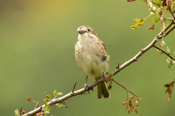 Shrike Hembra Con Respaldo Rojo Torre Vigilancia Favorita Dentro Territorio — Foto de Stock