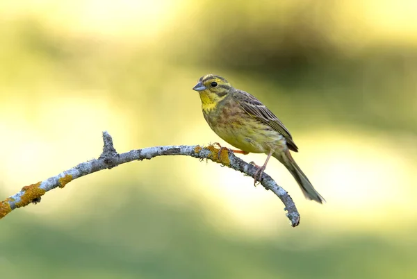 Femme Adulte Yellowhammer Avec Les Dernières Lumières Soir Sur Perche — Photo