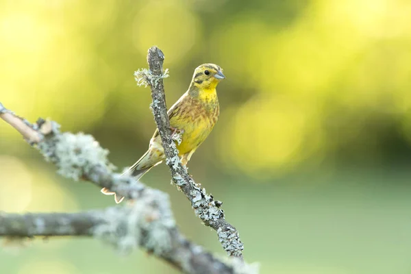 Mężczyzna Yellowhammer Swoim Terytorium Hodowlanym Ostatnim Świetle Dnia — Zdjęcie stockowe