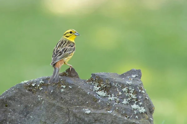 Mężczyzna Yellowhammer Swoim Terytorium Hodowlanym Ostatnim Świetle Dnia — Zdjęcie stockowe