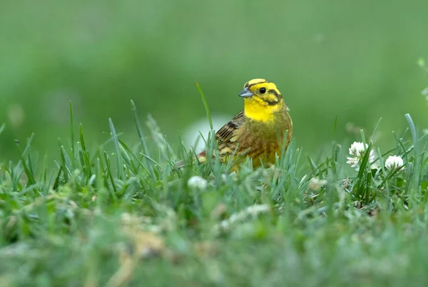 Muž Yellowhammer Svém Území Posledním Denním Světle — Stock fotografie