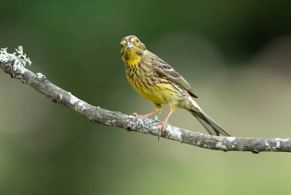 Femme Adulte Yellowhammer Avec Les Dernières Lumières Soir Sur Perche — Photo