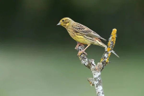 Adulta Hembra Yellowhammer Con Las Últimas Luces Noche Percha Favorita — Foto de Stock