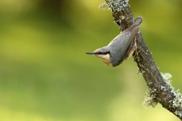 Sittelle Eurasienne Sur Une Branche Chêne Avec Les Dernières Lumières — Photo