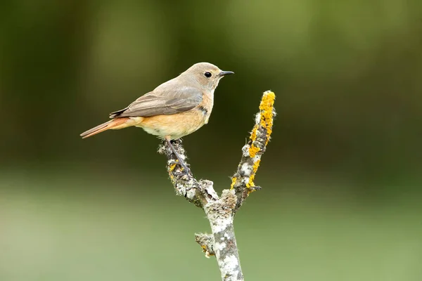 Hembra Pelirroja Común Territorio Reproductivo Última Luz Del Día — Foto de Stock