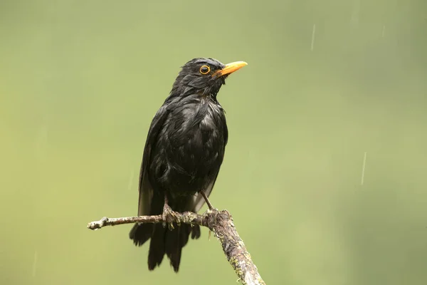 Grand Merle Mâle Sous Pluie Avec Première Lumière Jour Essayant — Photo