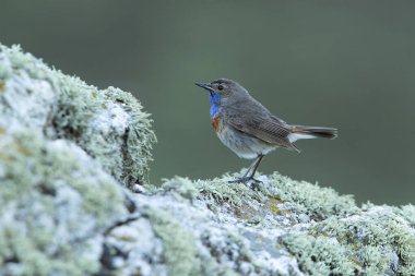 Üreme mevsiminde erkek Bluethroat kendi bölgesindeki bir kayanın üzerinde şafak sökerken