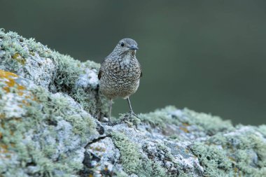 Rufous kuyruklu kaya ardıçkuşunun yetişkin dişisi sabahın ilk ışıklarıyla azgın tüyleriyle üreme bölgesinde.