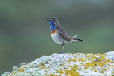 Üreme mevsiminde erkek Bluethroat kendi bölgesindeki bir kayanın üzerinde şafak sökerken