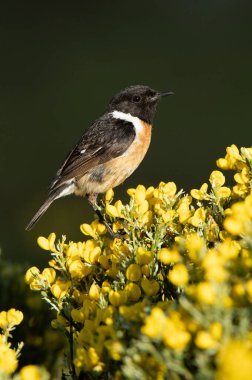 Erkek ortak taşı en sevdiği tünekte üreme bölgesinde şafağın ilk ışıklarıyla