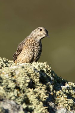 Rufous kuyruklu kaya ardıçkuşunun yetişkin dişisi sabahın ilk ışıklarıyla azgın tüyleriyle üreme bölgesinde.