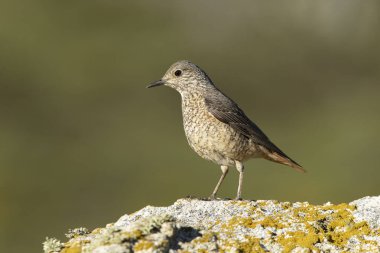 Rufous kuyruklu kaya ardıçkuşunun yetişkin dişisi sabahın ilk ışıklarıyla azgın tüyleriyle üreme bölgesinde.