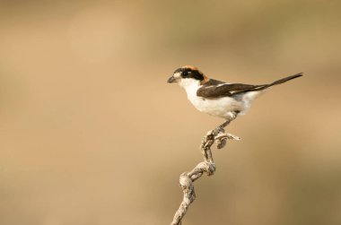 Erkek Woodchat örümceği, en sevdiği tüneğinde yaz günü öğleden sonra güneşlenir.