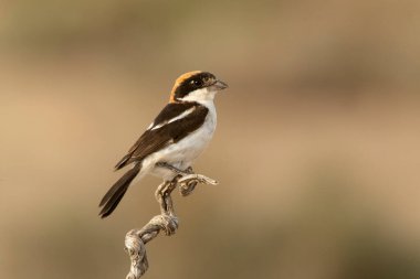 Erkek Woodchat örümceği, en sevdiği tüneğinde yaz günü öğleden sonra güneşlenir.