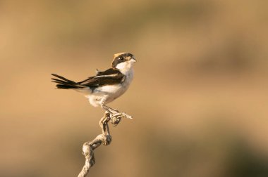 Erkek Woodchat örümceği, en sevdiği tüneğinde yaz günü öğleden sonra güneşlenir.