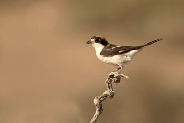 Erkek Woodchat örümceği, en sevdiği tüneğinde yaz günü öğleden sonra güneşlenir.