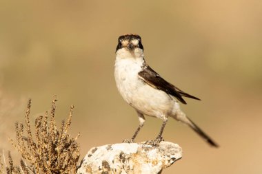 Erkek Woodchat örümceği, en sevdiği tüneğinde yaz günü öğleden sonra güneşlenir.
