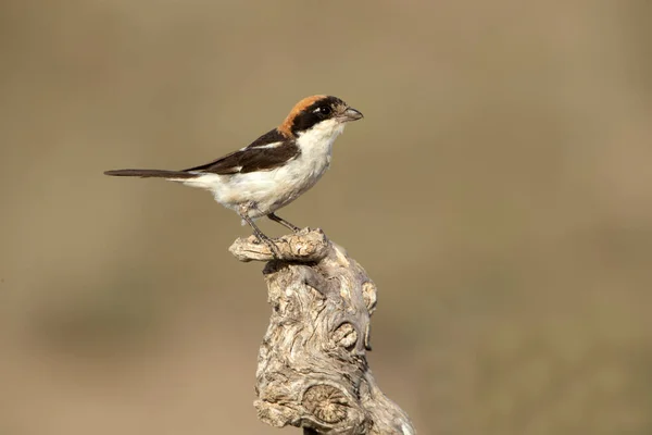 Muž Woodchat Shrike Svém Oblíbeném Bidýlku Pozdních Odpoledních Světlech Letního — Stock fotografie