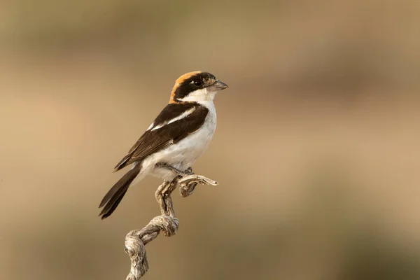 Muž Woodchat Shrike Svém Oblíbeném Bidýlku Pozdních Odpoledních Světlech Letního — Stock fotografie