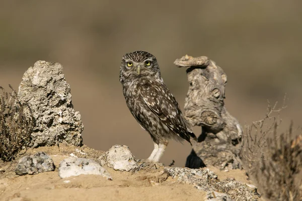 Yaz Gününün Son Akşam Işıklarında Sevdiği Tünekte Küçük Bir Baykuş — Stok fotoğraf