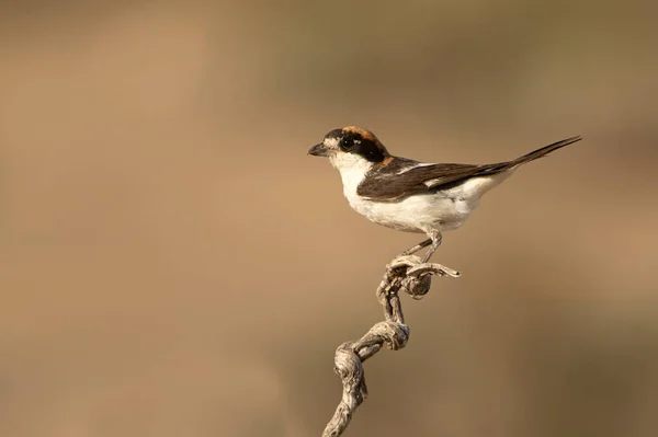Male Woodchat Shrike His Favorite Perch Late Afternoon Lights Summer — Stock Photo, Image