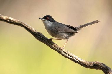 Male Sardinian warbler in a Mediterranean oak and pine forest at first light on a summer day