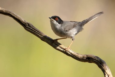 Male Sardinian warbler in a Mediterranean oak and pine forest at first light on a summer day