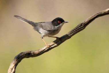 Male Sardinian warbler in a Mediterranean oak and pine forest at first light on a summer day