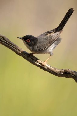 Male Sardinian warbler in a Mediterranean oak and pine forest at first light on a summer day