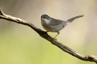 Akdeniz ormanlarında bulutlu bir sonbahar gününde yumuşak ışık altında dişi sardalya bülbülü.