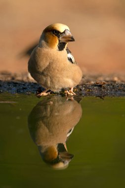 Erkek ispinoz bir sonbahar gününün ilk ışıklarıyla bir çam ve meşe ormanının sulama noktasında su içiyor.