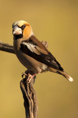 Erkek ispinoz bir sonbahar gününün ilk ışıklarıyla bir çam ve meşe ormanının sulama noktasında su içiyor.