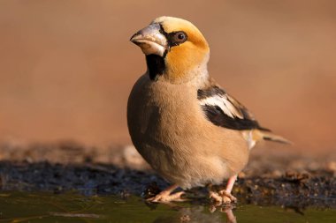Erkek ispinoz bir sonbahar gününün ilk ışıklarıyla bir çam ve meşe ormanının sulama noktasında su içiyor.