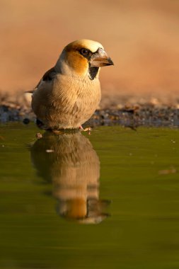 Erkek ispinoz bir sonbahar gününün ilk ışıklarıyla bir çam ve meşe ormanının sulama noktasında su içiyor.