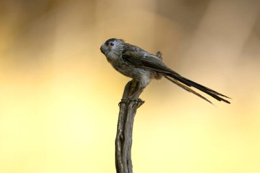 Long-tailed tit at a water point within an oak and pine forest in the last light of day