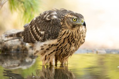 Young female Northern goshawk at a natural watering point within an oak and pine forest at first light on an autumn day