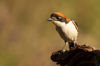 Akdeniz 'de bir çam ve meşe ormanında yaz gününün ilk ışıklarıyla erkek orman örümceği.