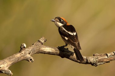 Akdeniz 'de bir çam ve meşe ormanında yaz gününün ilk ışıklarıyla erkek orman örümceği.