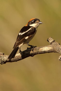 Akdeniz 'de bir çam ve meşe ormanında yaz gününün ilk ışıklarıyla erkek orman örümceği.