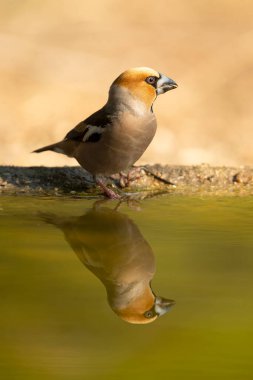 Erkek ispinoz bir sonbahar gününün ilk ışıklarıyla bir çam ve meşe ormanının sulama noktasında su içiyor.